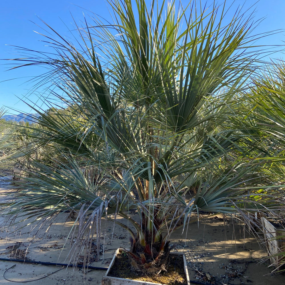 
                      
                        Blue Hesper Palm - Brahia Armata - Pulled Nursery
                      
                    