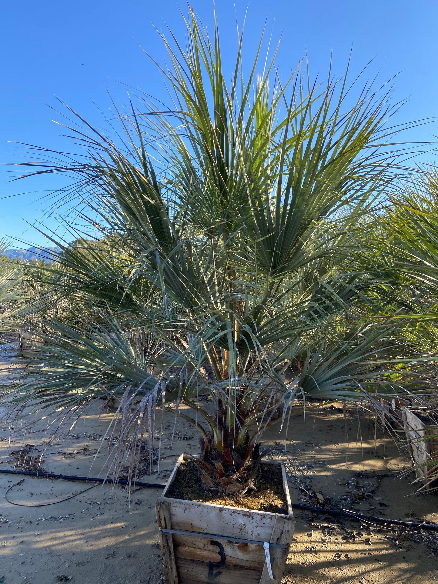 Blue Hesper Palm - Brahia Armata - Pulled Nursery