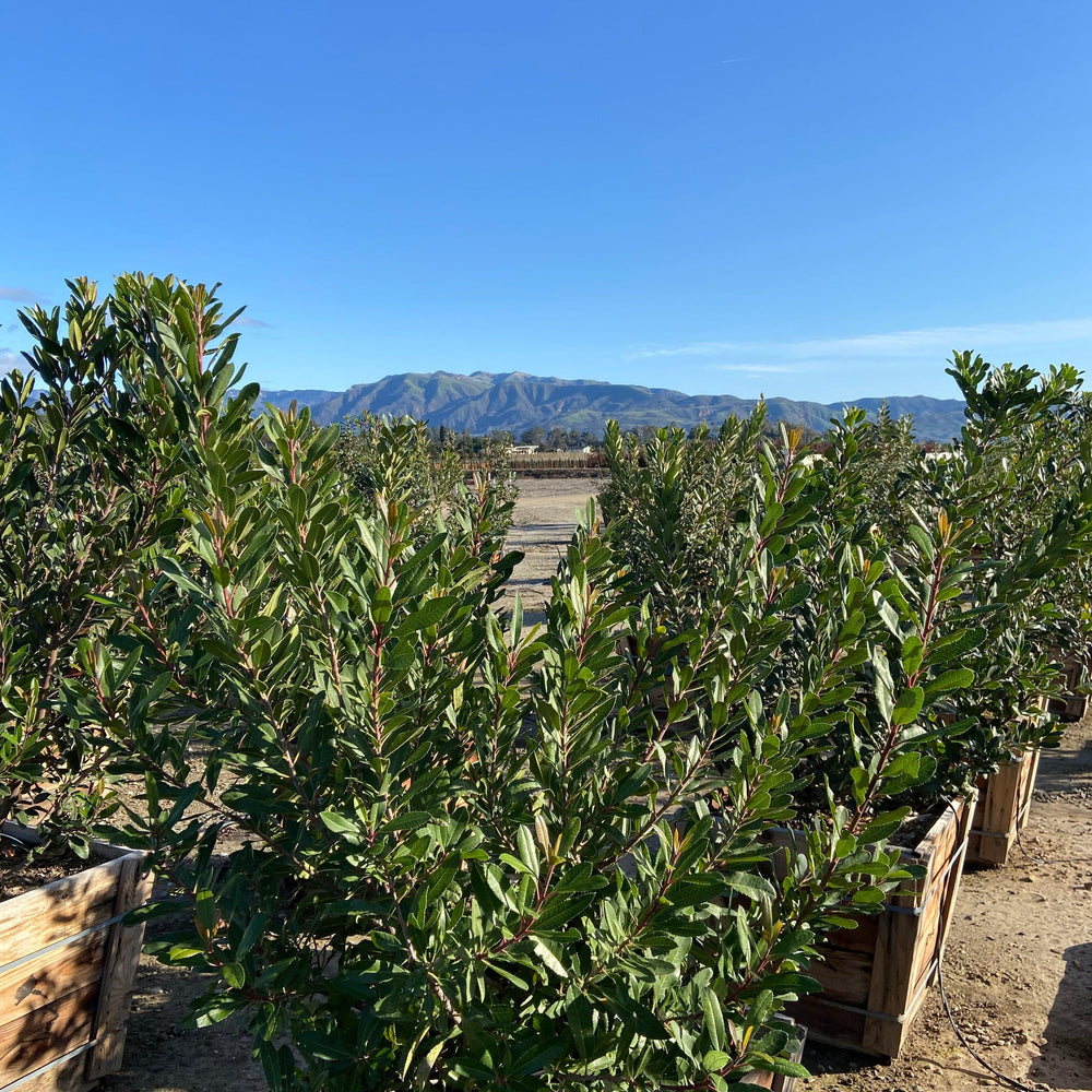 
                      
                        Toyon - Heteromeles Arbutifolia
                      
                    