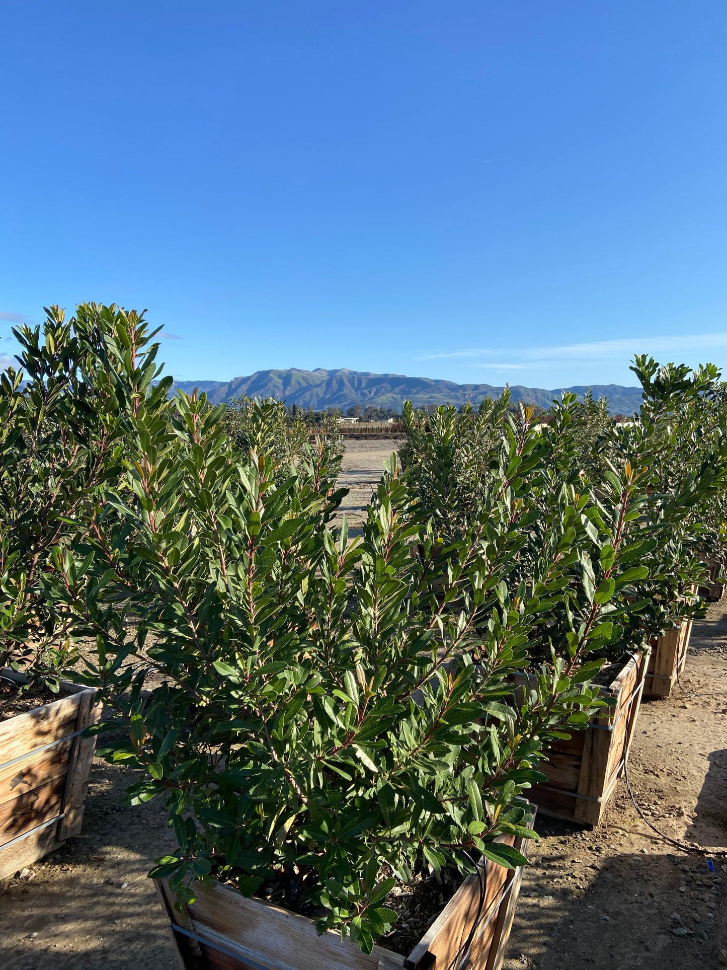 Toyon - Heteromeles Arbutifolia