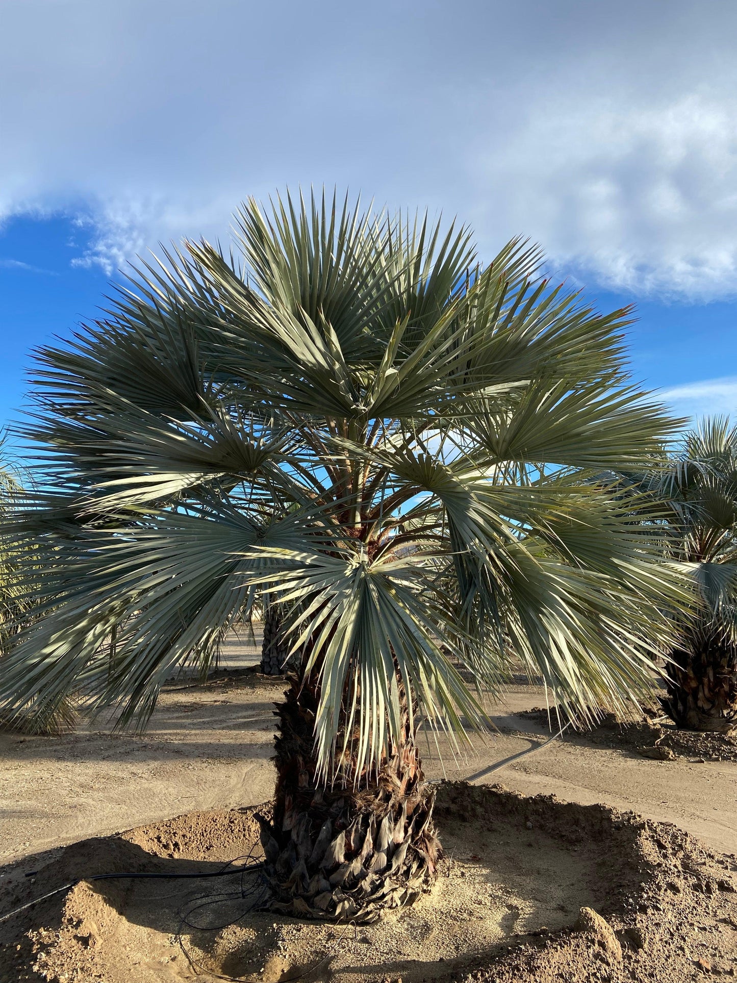 blue palm plant Blue Hesper Palm