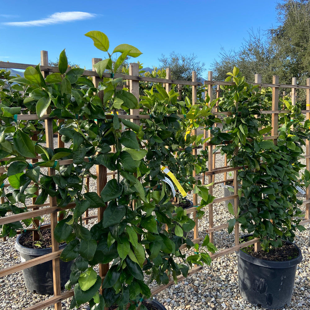 
                      
                        Meyer Lemon Tree - Pulled Nursery
                      
                    