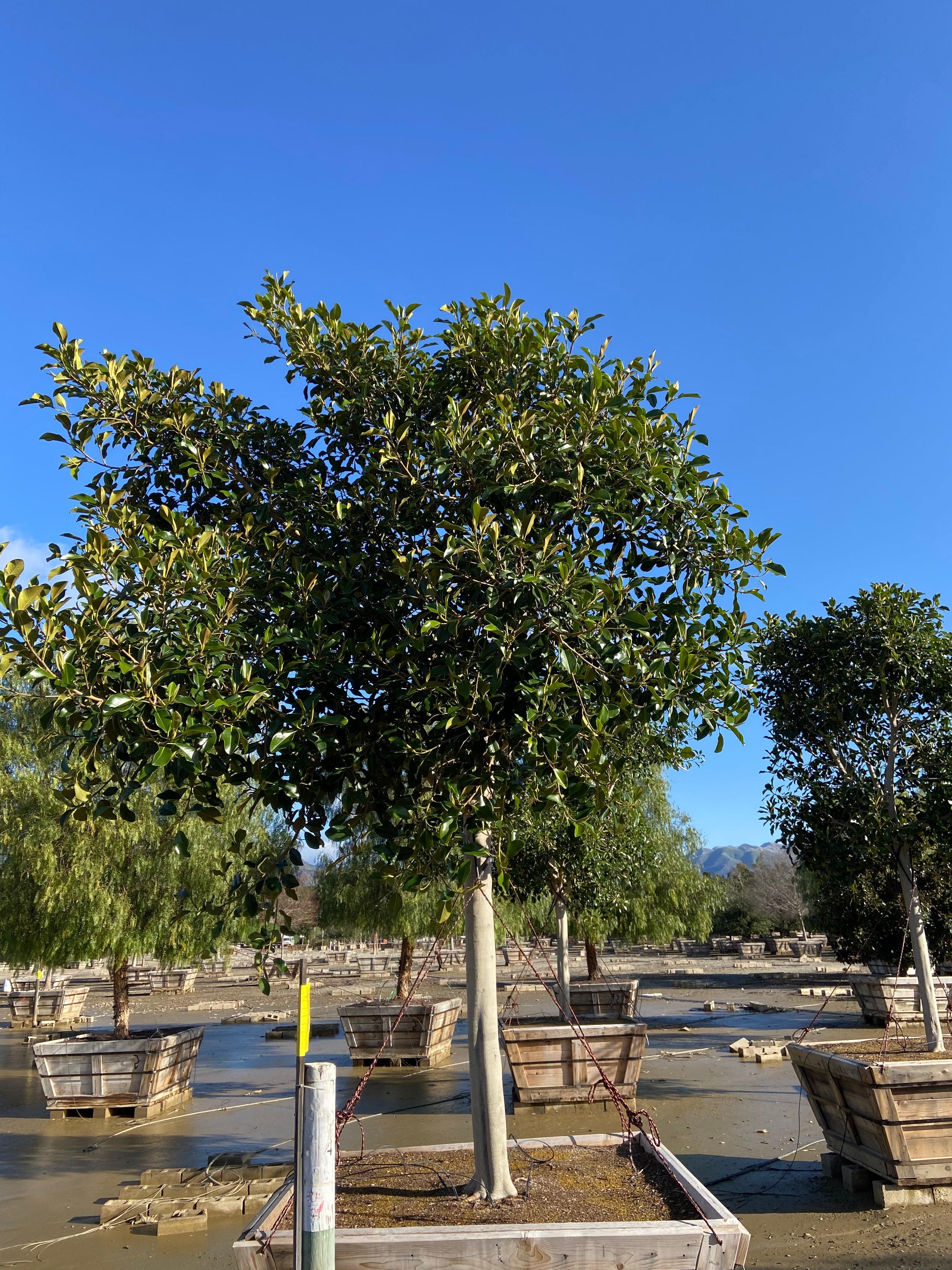 Rusty Fig Rusty Fig - Ficus Rubiginosa Australis (Apple Store Trees) – Yardwork