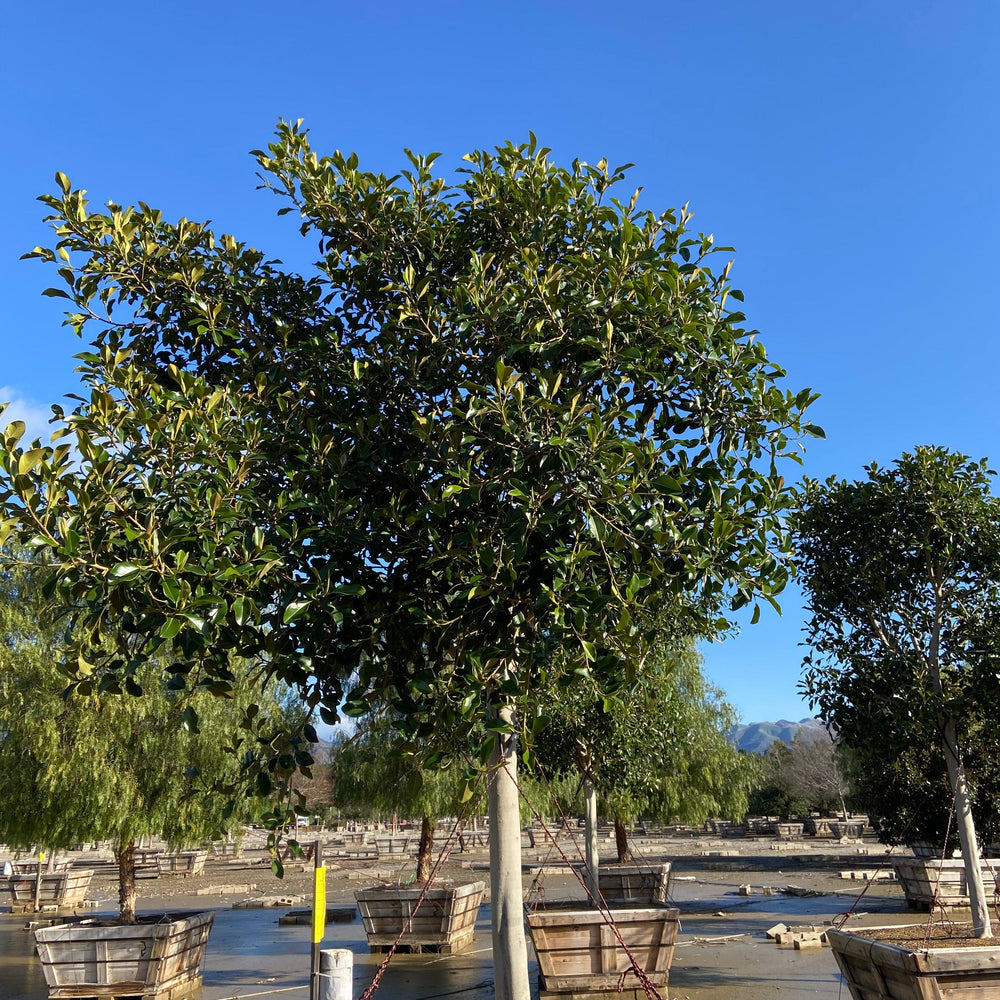 
                      
                        Rusty Fig - Ficus Rubiginosa Australis (Apple Store Trees) - Pulled Nursery
                      
                    