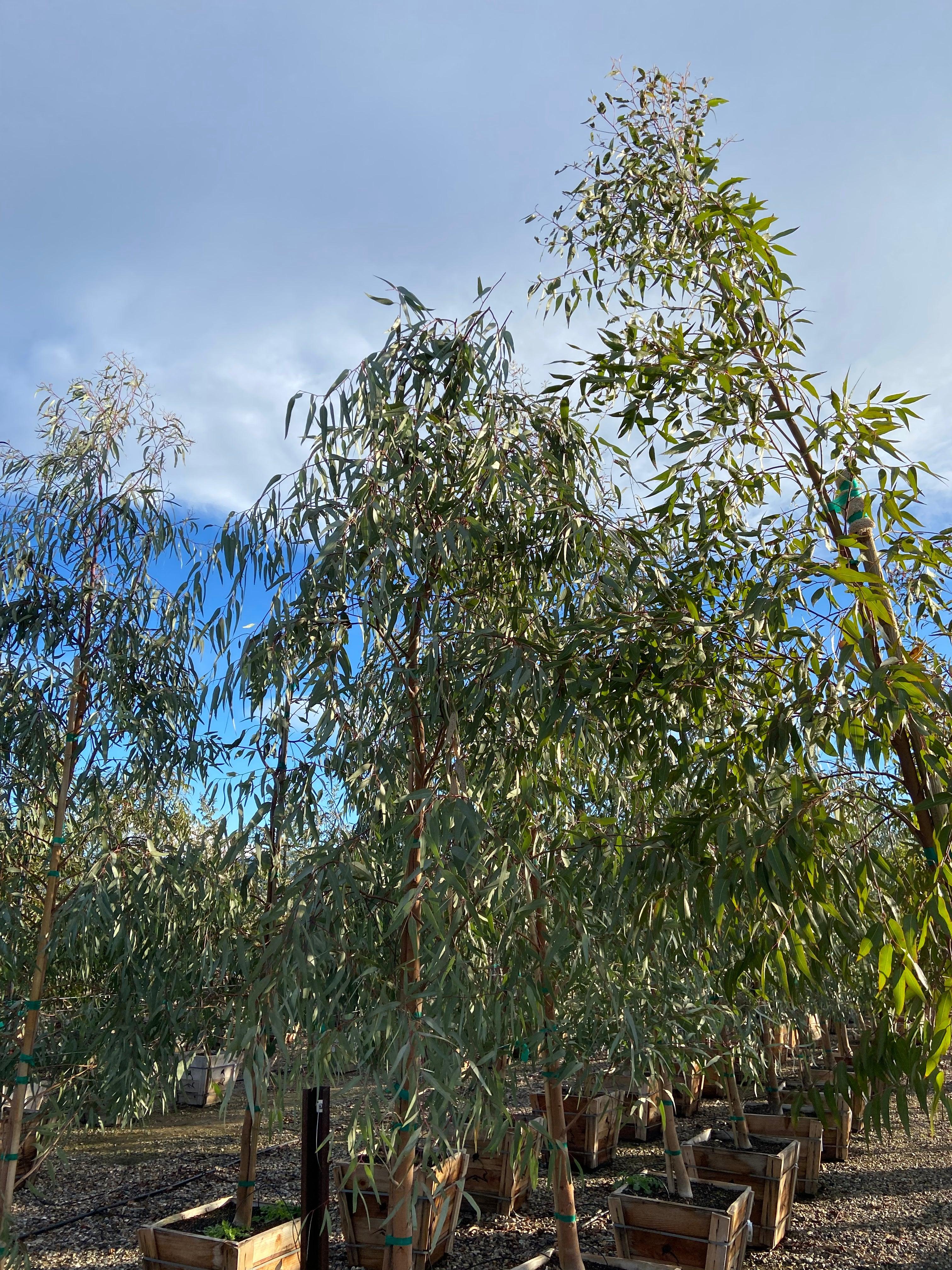 Red Gum - Eucalyptus Camaldulensis – Yardwork