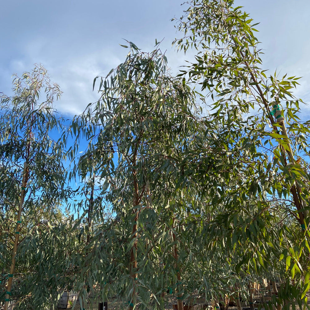 
                      
                        Red Gum - Eucalyptus Camaldulensis - Pulled Nursery
                      
                    