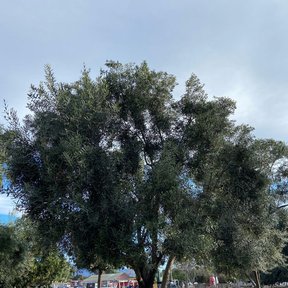 
                      
                        Swan Hill Olives® Fruitless Olive Tree - Olea Europaea 'Swan Hill' - Pulled Nursery
                      
                    