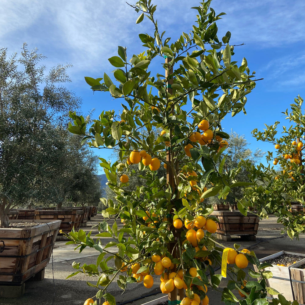 
                      
                        Meyer Lemon Tree - Pulled Nursery
                      
                    