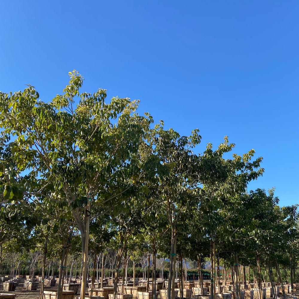 
                      
                        Pink Trumpet Tree (Tabebuia ipe) - Pulled Nursery
                      
                    