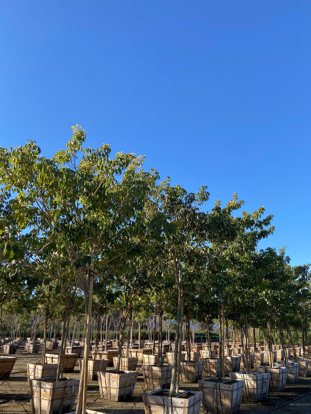 Pink Trumpet Tree (Tabebuia ipe) - Pulled Nursery