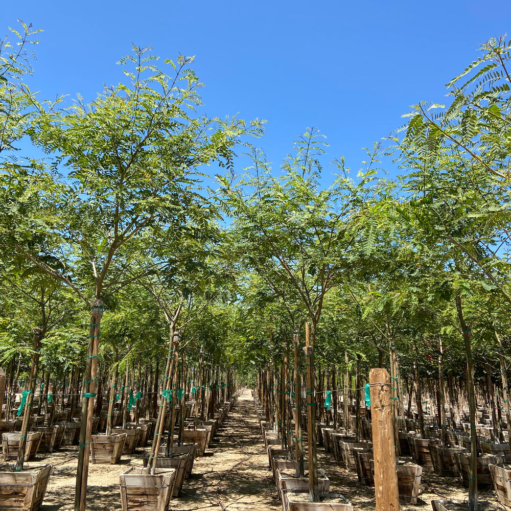 
                      
                        Tipuana Tipu Tree
                      
                    