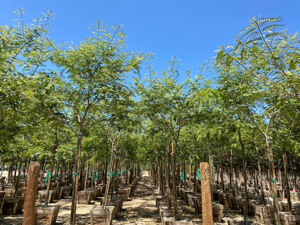 Tipuana Tipu Tree