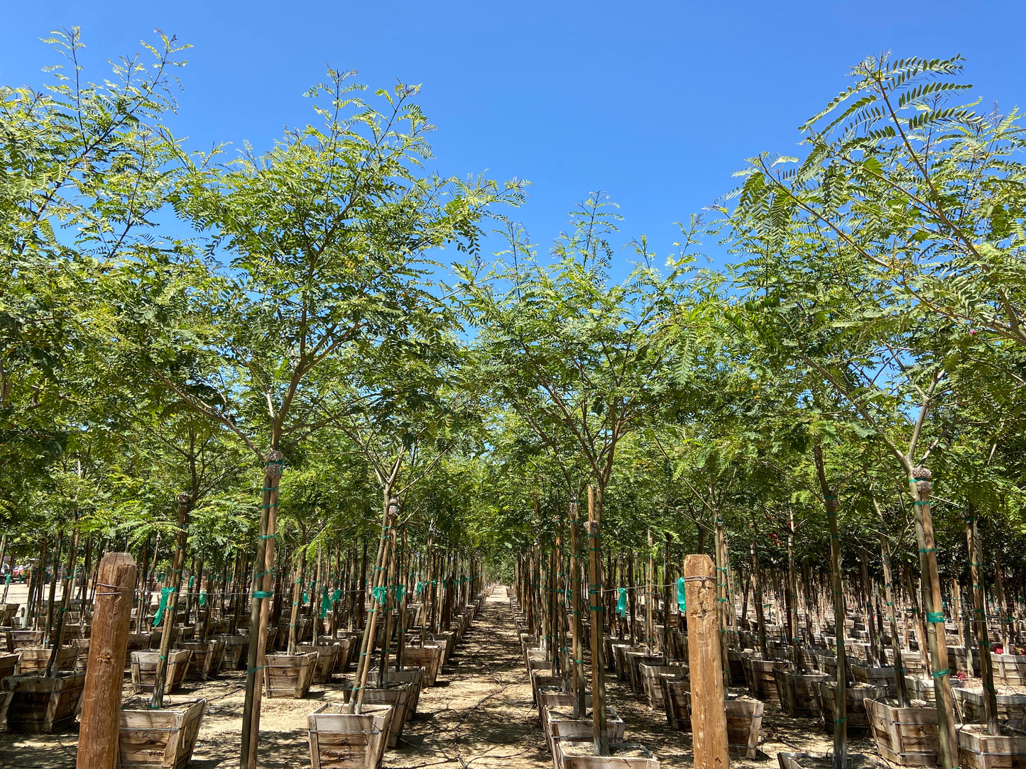 Tipuana Tipu Tree