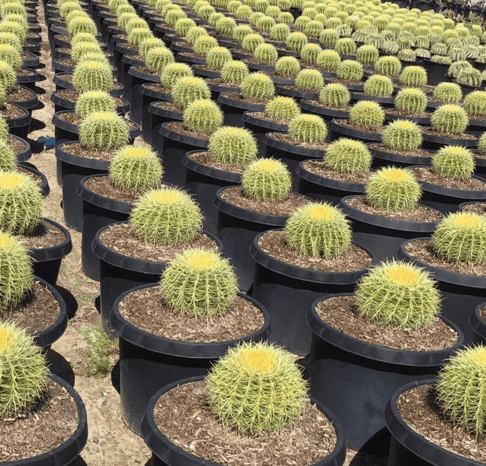 
                      
                        Golden Barrel Cactus - Echinocactus grusonii
                      
                    