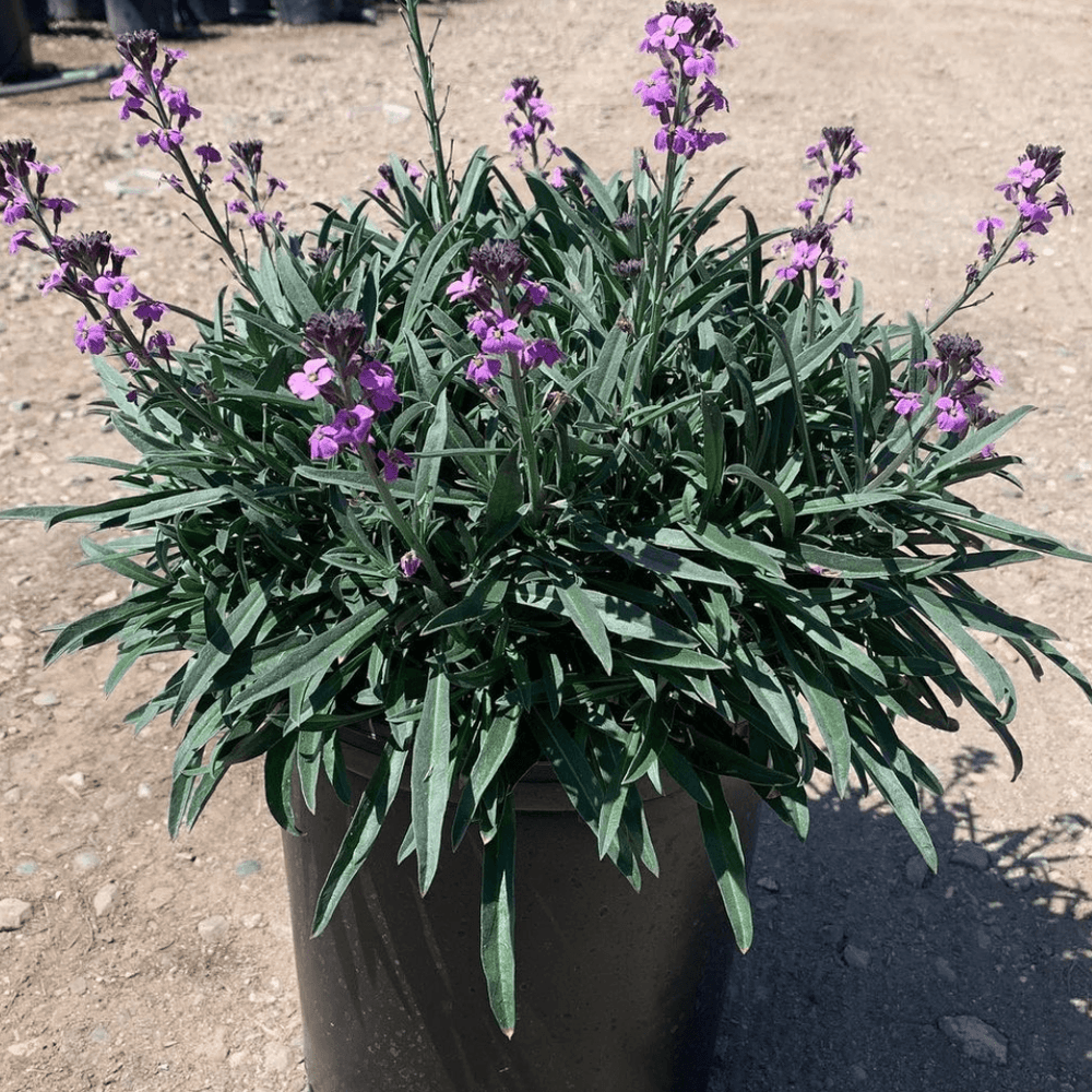 Purple Flowering Wallflower - Erysimum ‘Bowles Mauve’