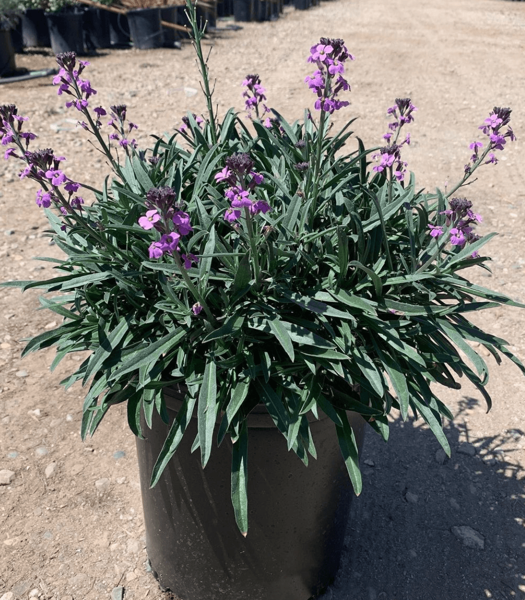 Purple Flowering Wallflower - Erysimum ‘Bowles Mauve’