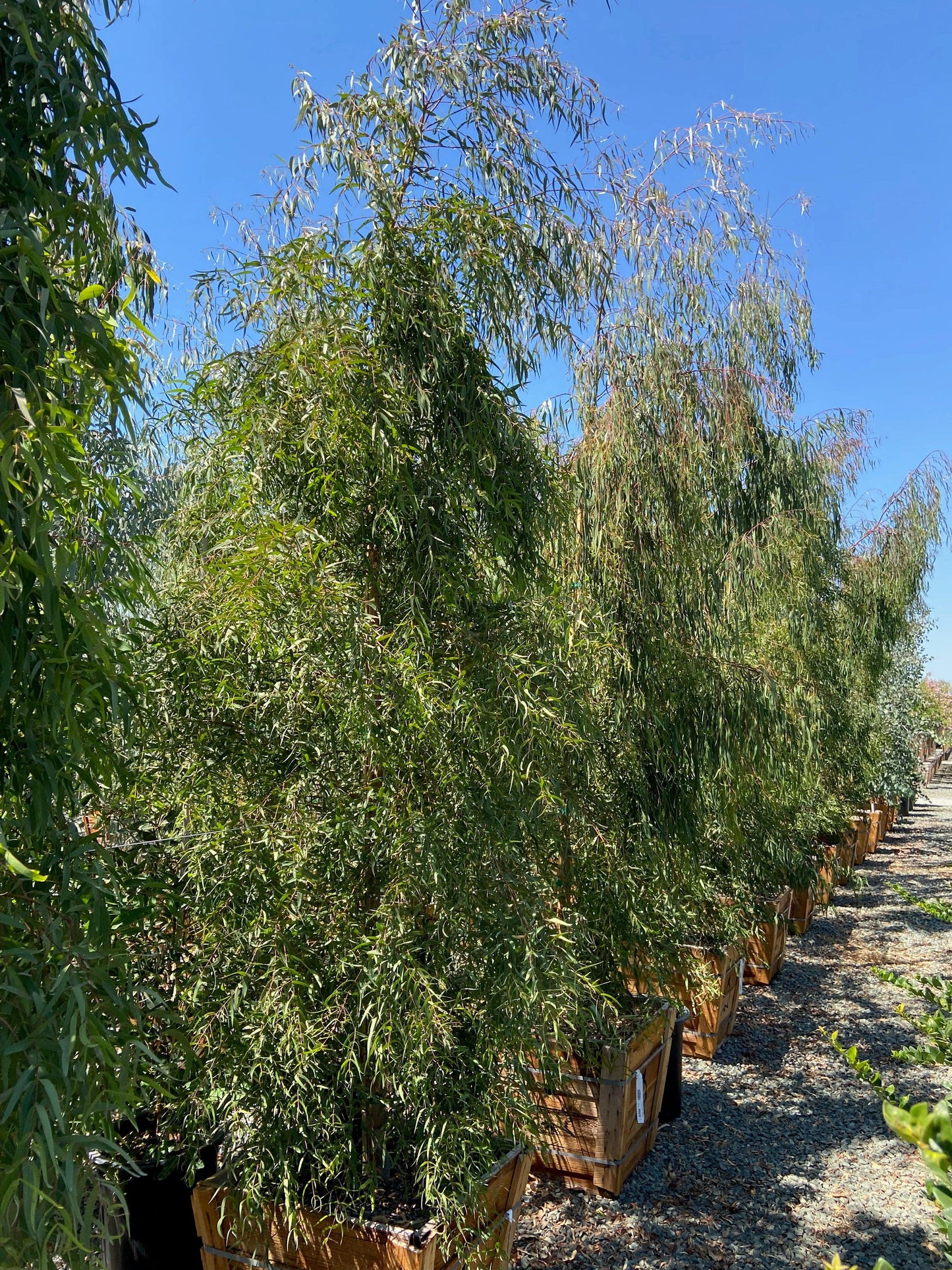 White Gum (Eucalyptus viminalis) - Pulled Nursery