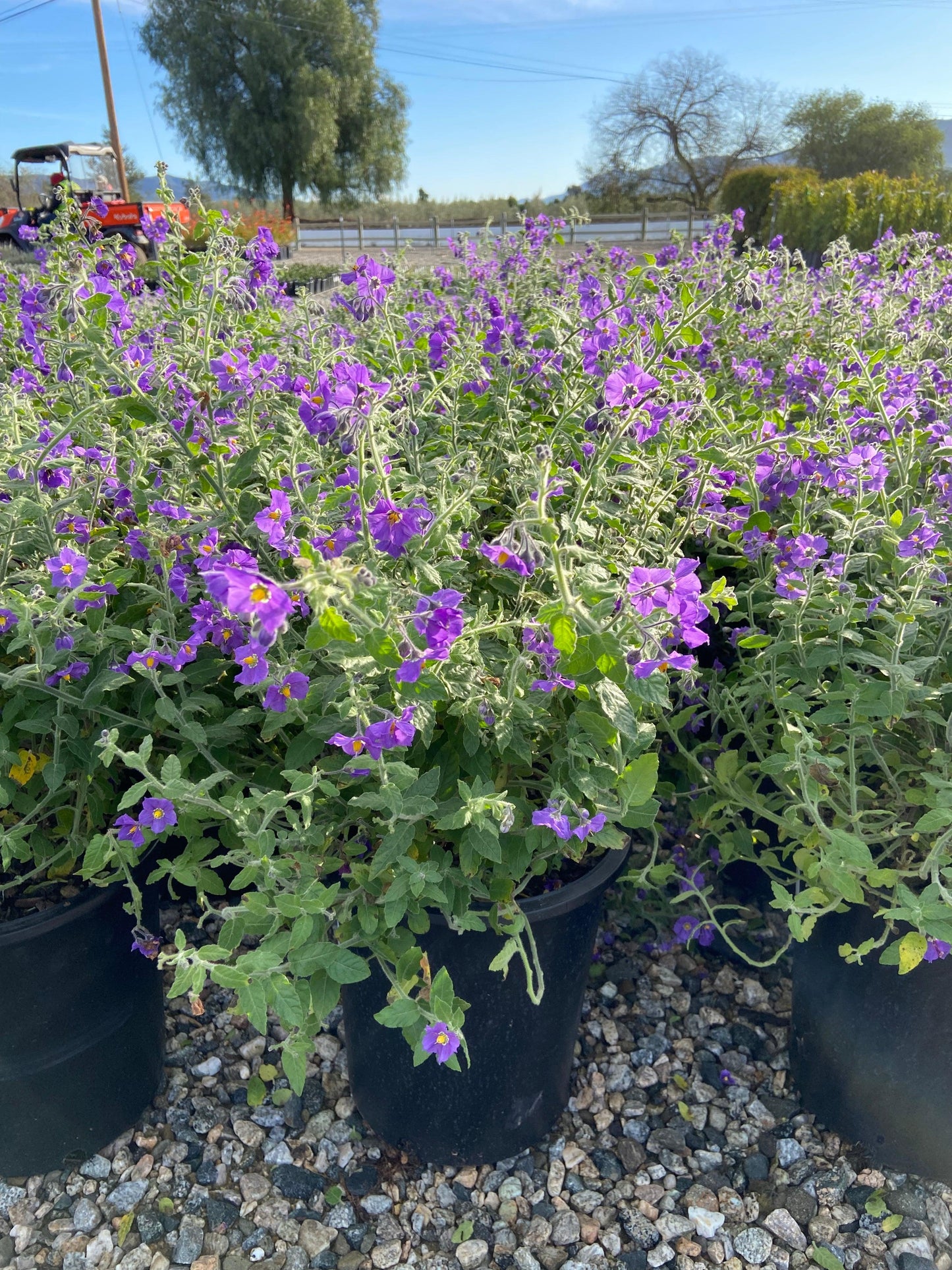 Purple Nightshade - Solanum Xanti Mountain Pride - Pulled Nursery