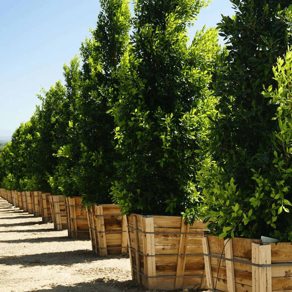 Indian Laurel Columns - Ficus microcarpa nitida - Pulled Nursery