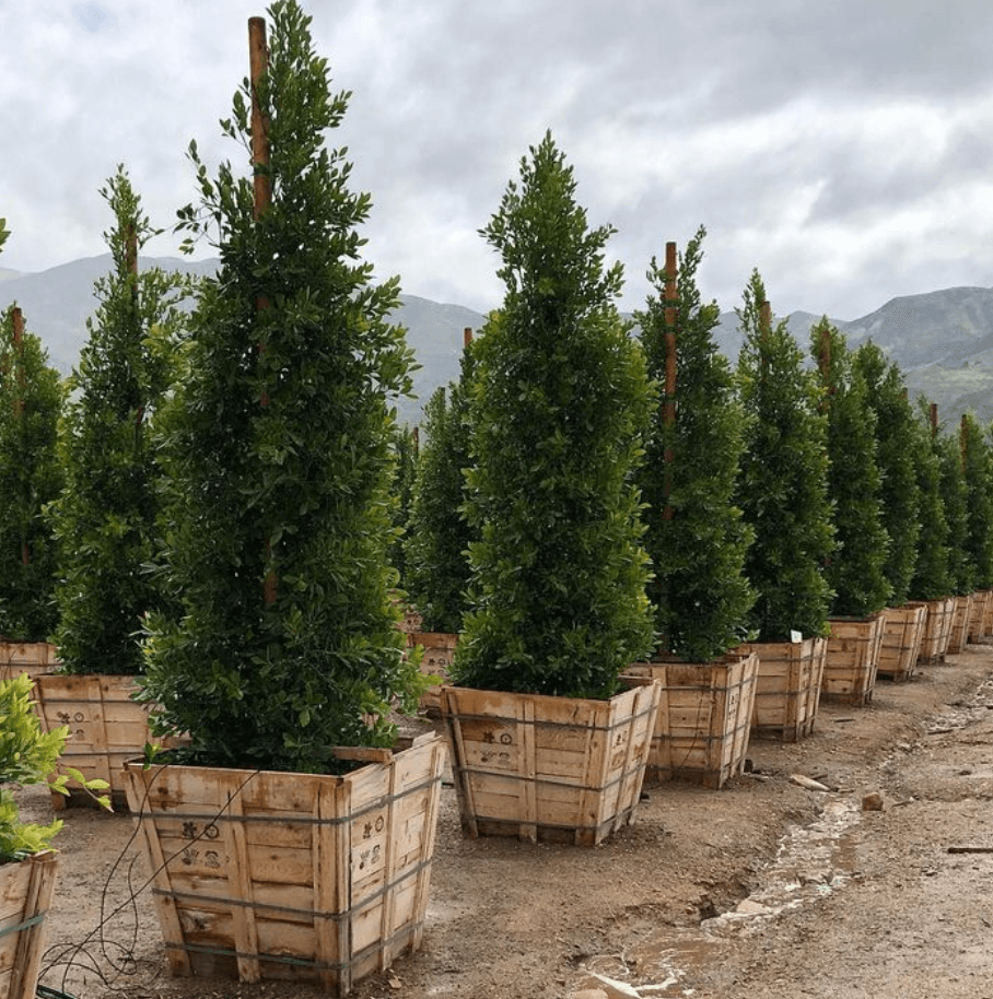 Indian Laurel Fig - Ficus microcarpa nitida 