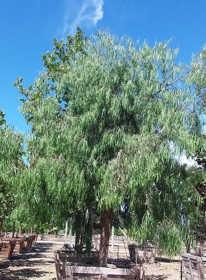 
                      
                        Australian Willow - Geijera parviflora - Pulled Nursery
                      
                    