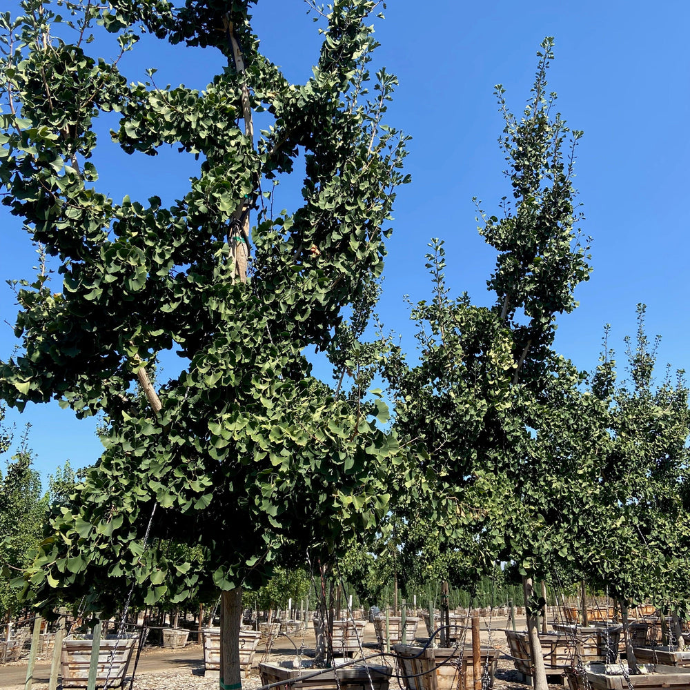 
                      
                        Princeton Sentry® Gingko (Gingko Biloba Princeton Sentry) - Pulled Nursery
                      
                    