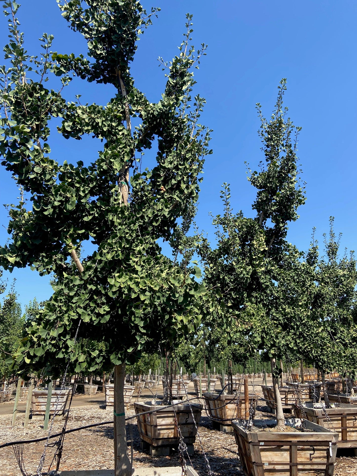 Princeton Sentry® Gingko (Gingko Biloba Princeton Sentry) - Pulled Nursery