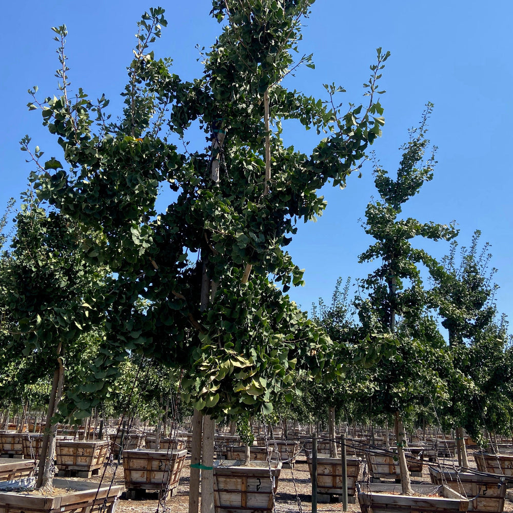 Princeton Sentry® Gingko (Gingko Biloba Princeton Sentry) - Pulled Nursery