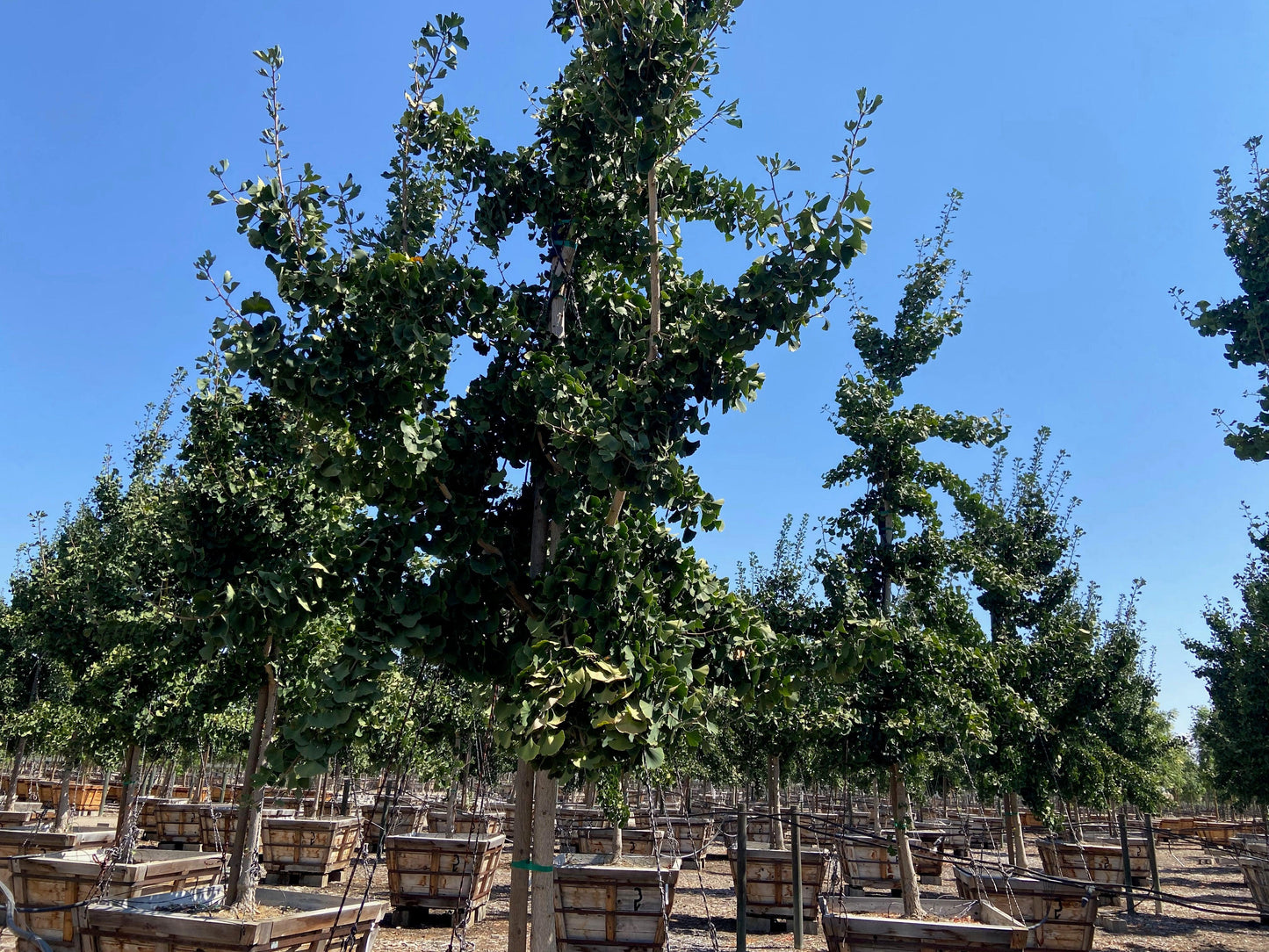 Princeton Sentry® Gingko (Gingko Biloba Princeton Sentry) - Pulled Nursery