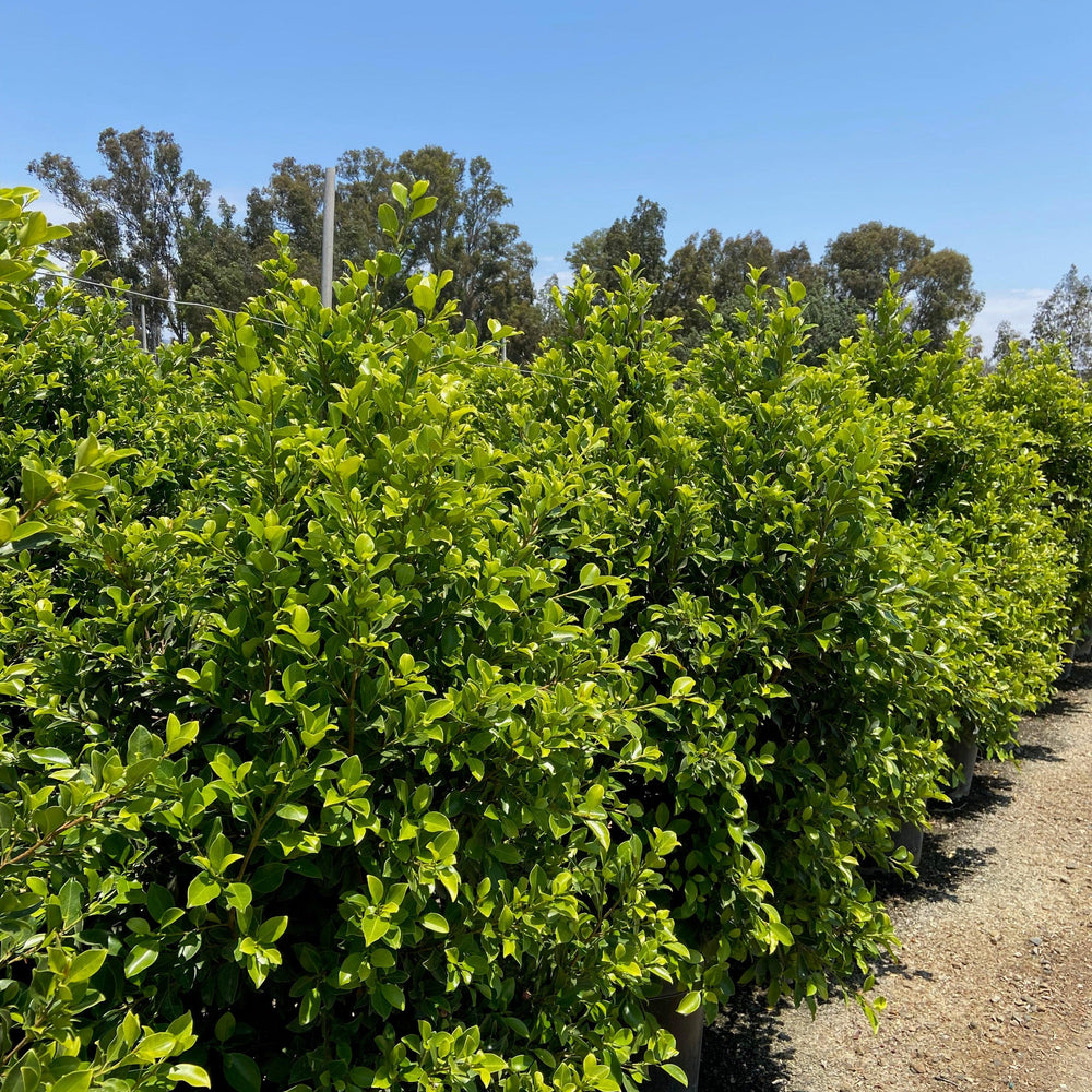 
                      
                        Indian Laurel Fig Green Gem - Ficus Nitida Green Gem - Pulled Nursery
                      
                    