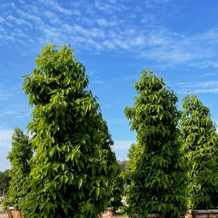 Fragrant Himalayan Champaca (Michelia champaca)