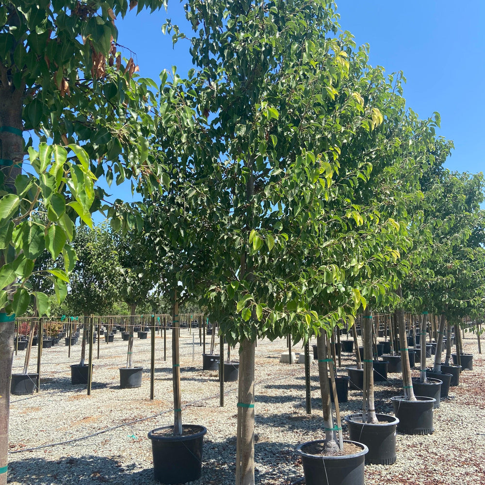 Aristocrat Flowering Pear - Pyrus Calleryana Aristocrat - Pulled Nursery