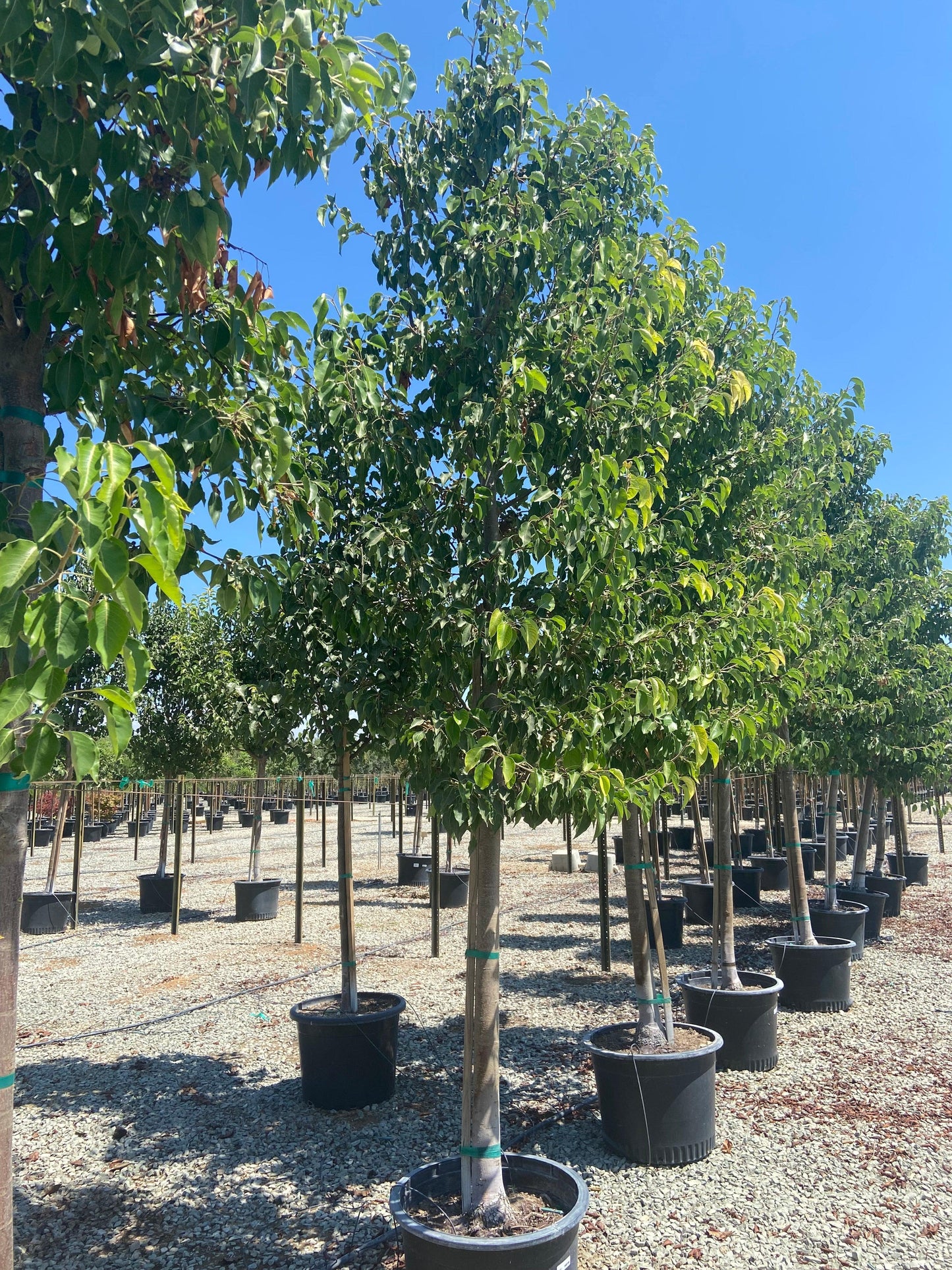 Aristocrat Flowering Pear - Pyrus Calleryana Aristocrat - Pulled Nursery