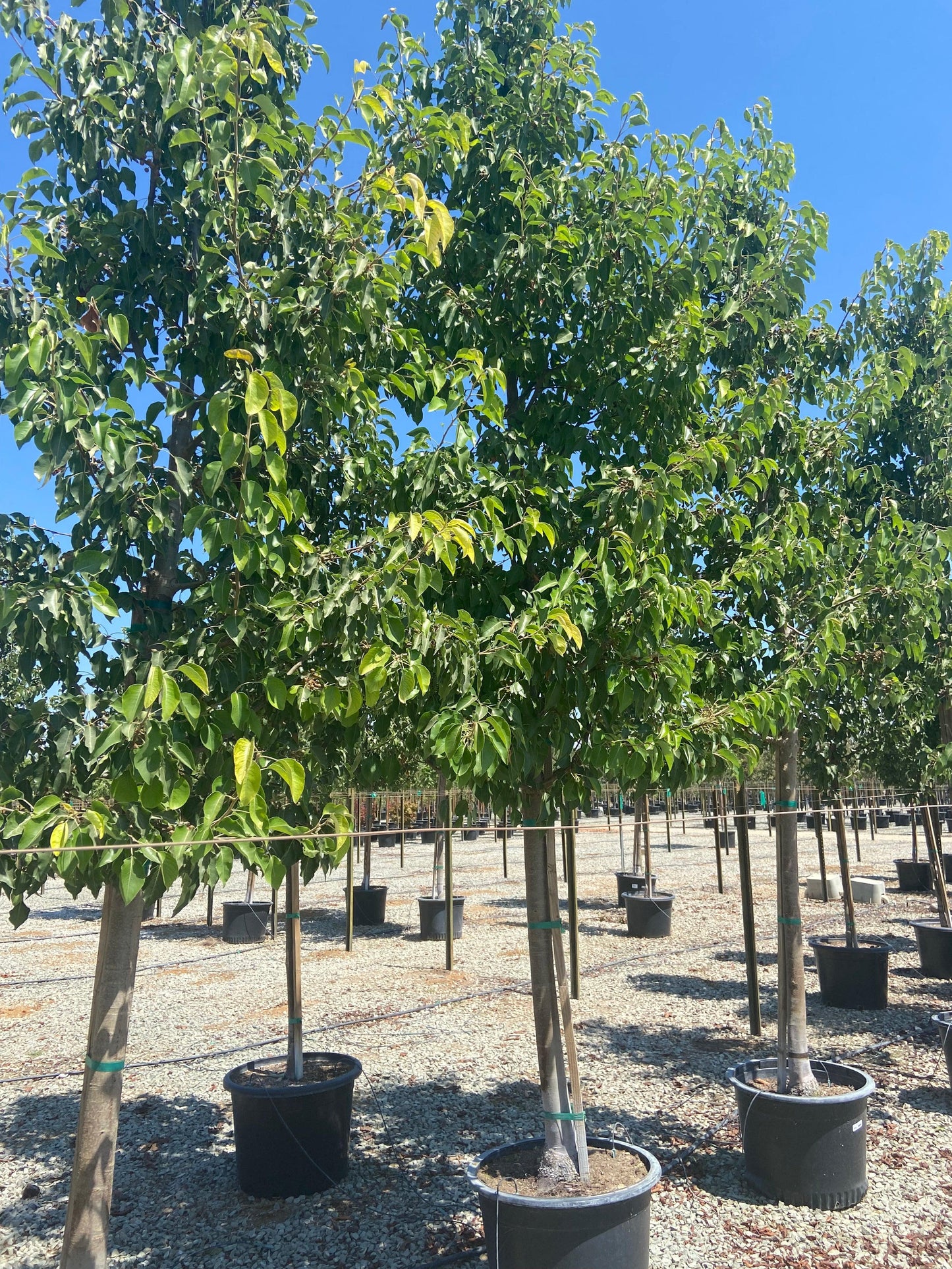 Aristocrat Flowering Pear - Pyrus Calleryana Aristocrat - Pulled Nursery