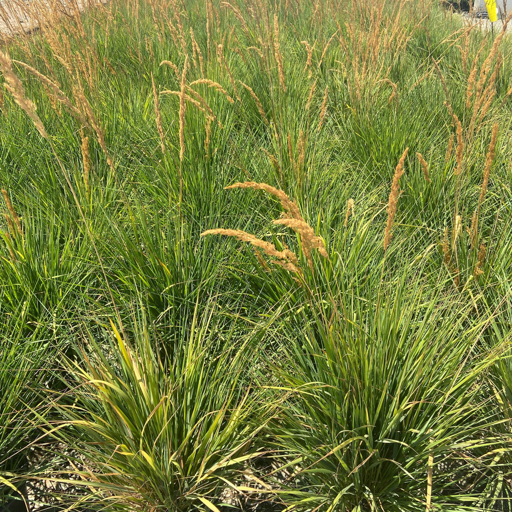 
                      
                        Feather Reed Grass - Calamagrostis Karl Foerster - Pulled Nursery
                      
                    