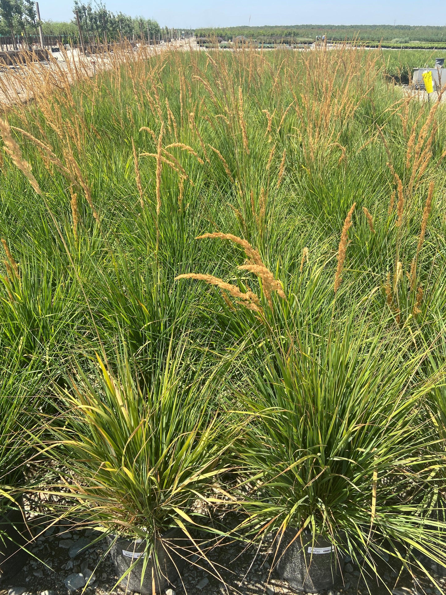 Feather Reed Grass - Calamagrostis Karl Foerster - Pulled Nursery