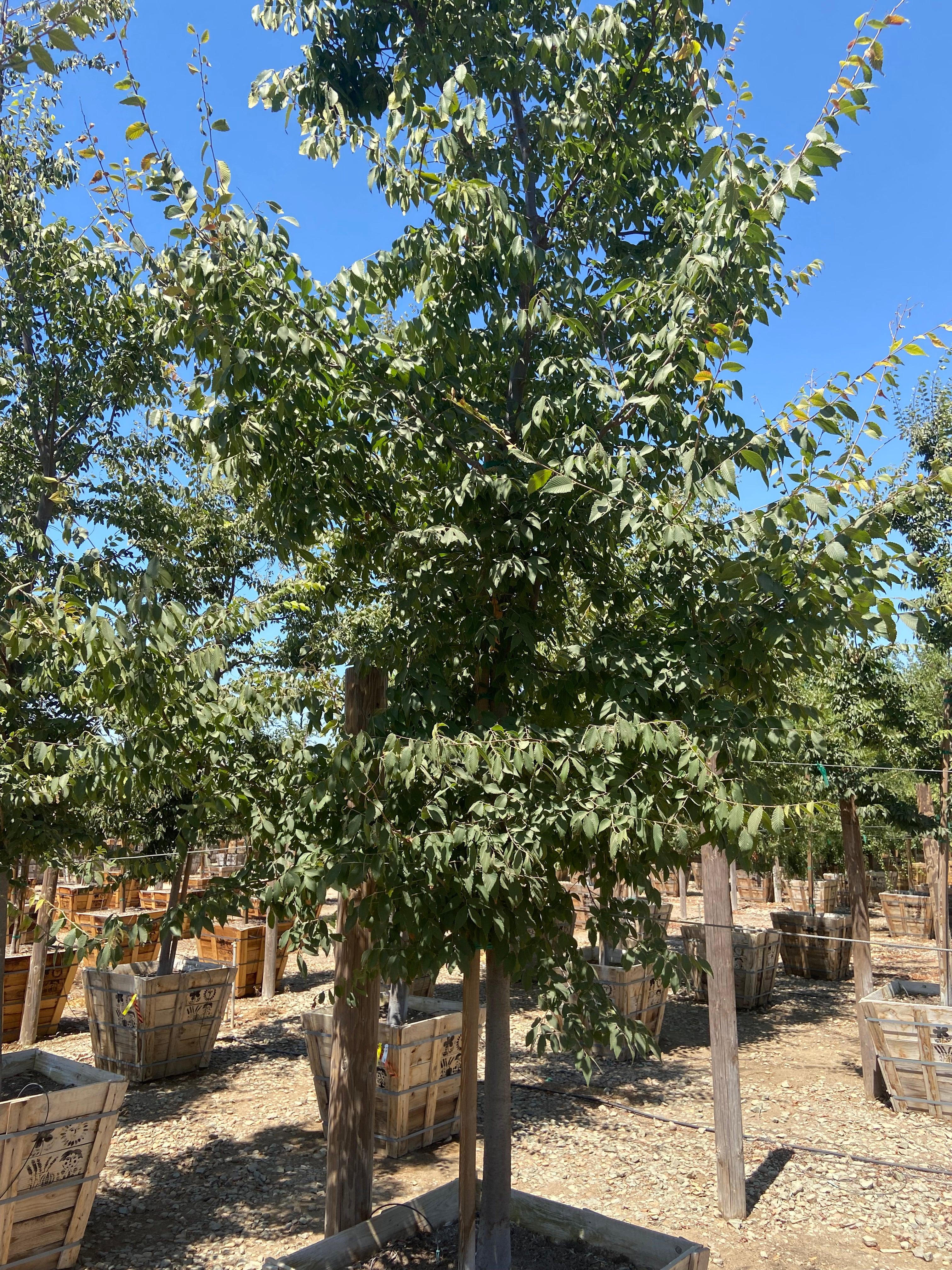 CEO)　割栗石(茶)　300kg Japanese Zelkova - Zelkova Serrata – Yardwork