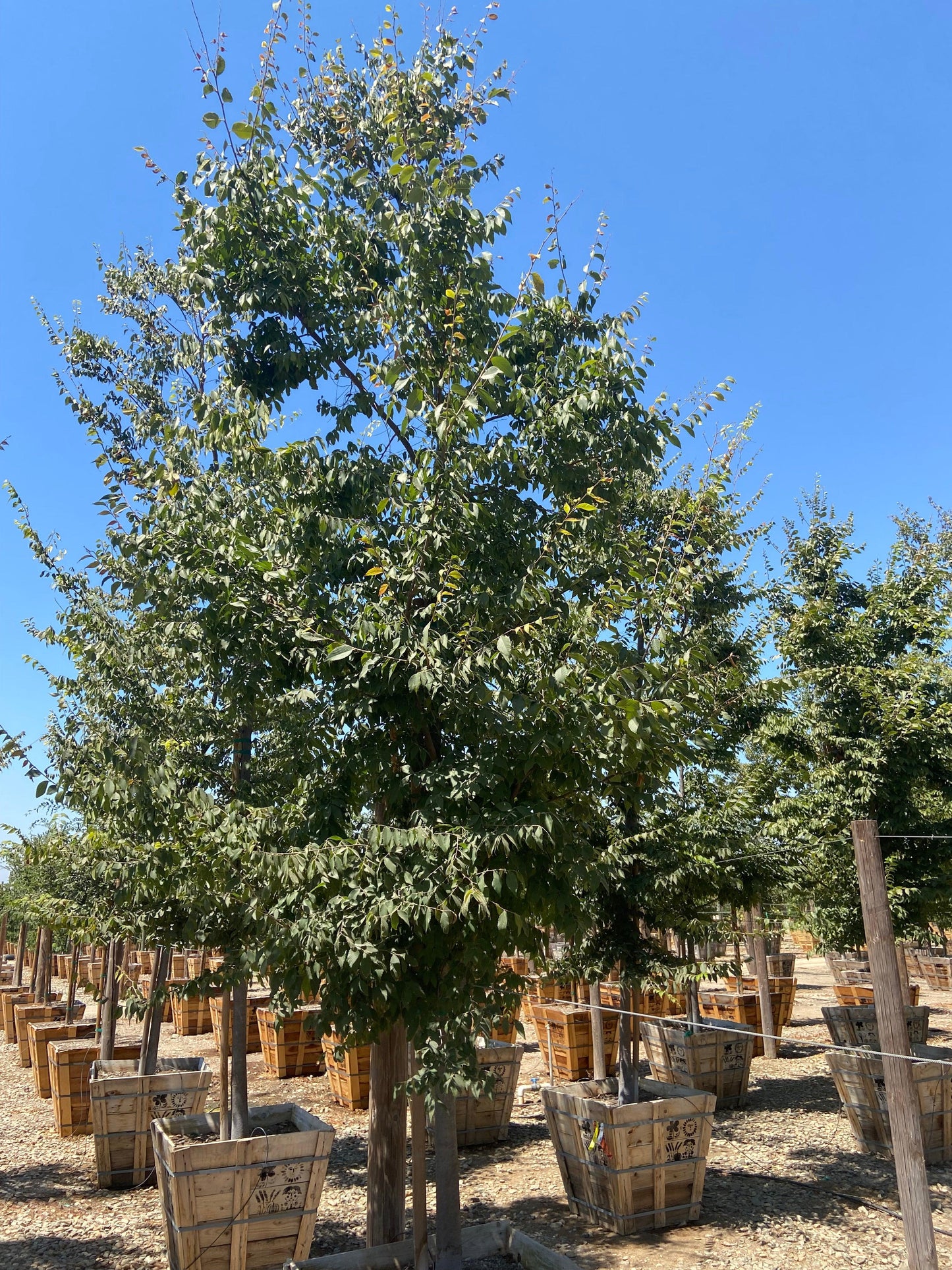 Japanese Zelkova - Zelkova Serrata - Pulled Nursery