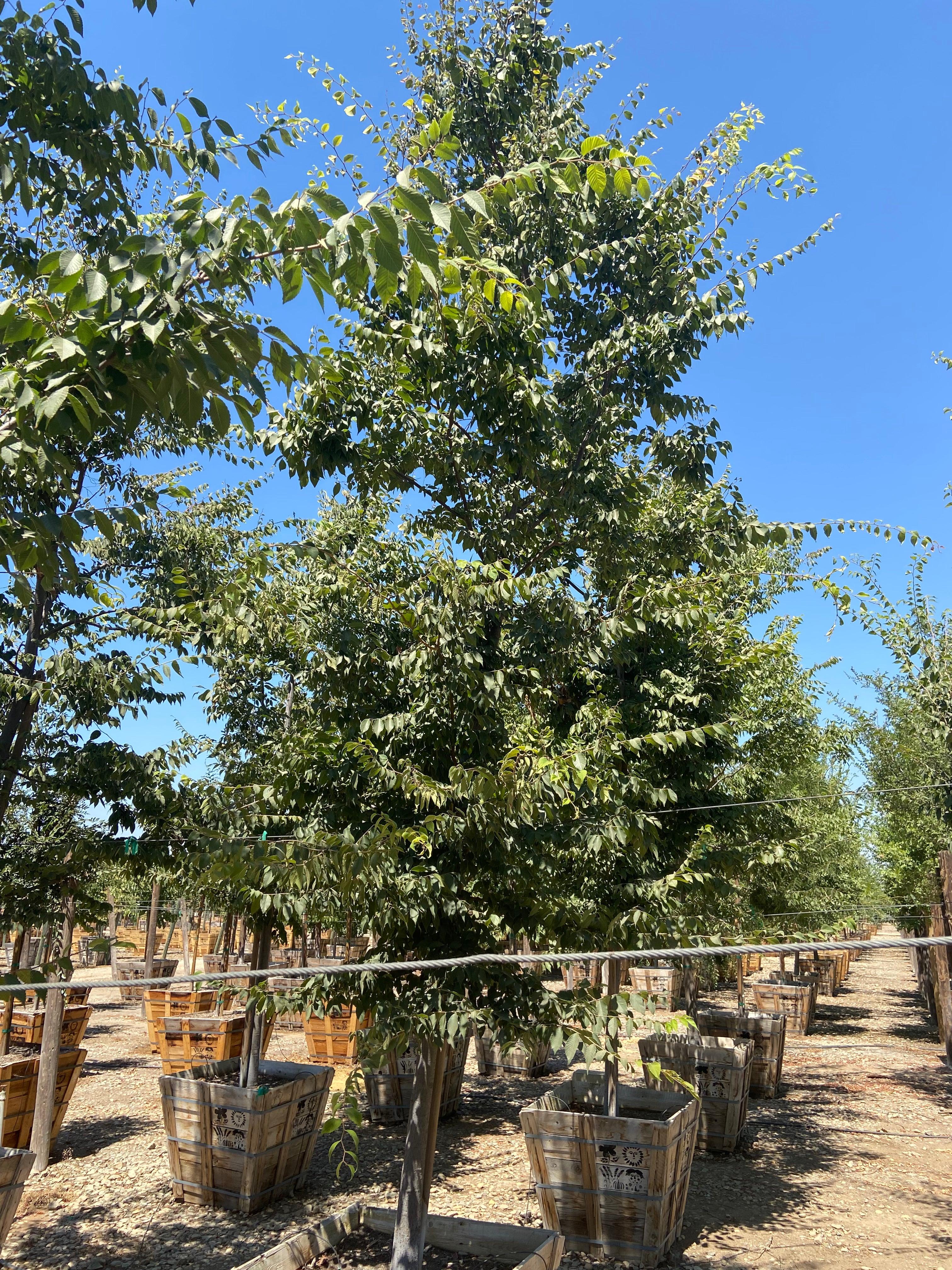 Japanese Zelkova - Zelkova Serrata – Yardwork