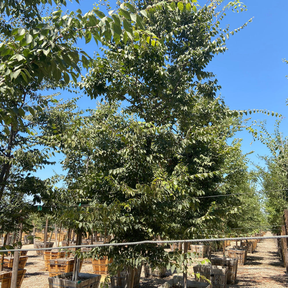 
                      
                        Japanese Zelkova - Zelkova Serrata - Pulled Nursery
                      
                    