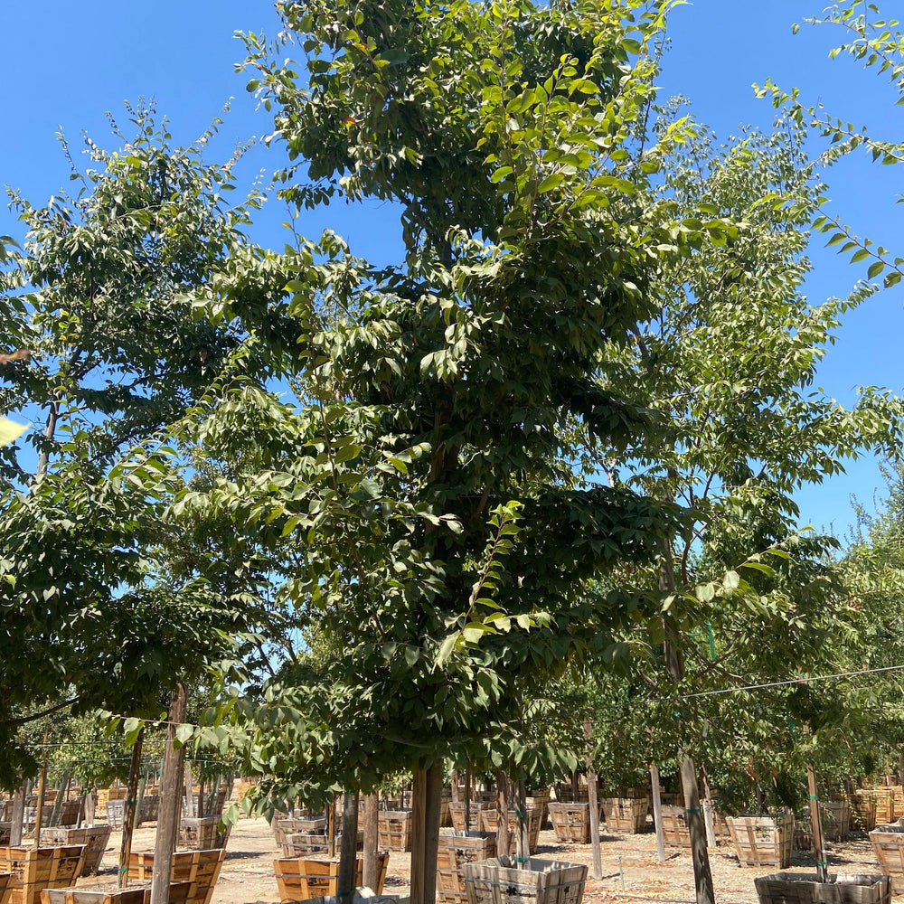 
                      
                        Japanese Zelkova - Zelkova Serrata - Pulled Nursery
                      
                    