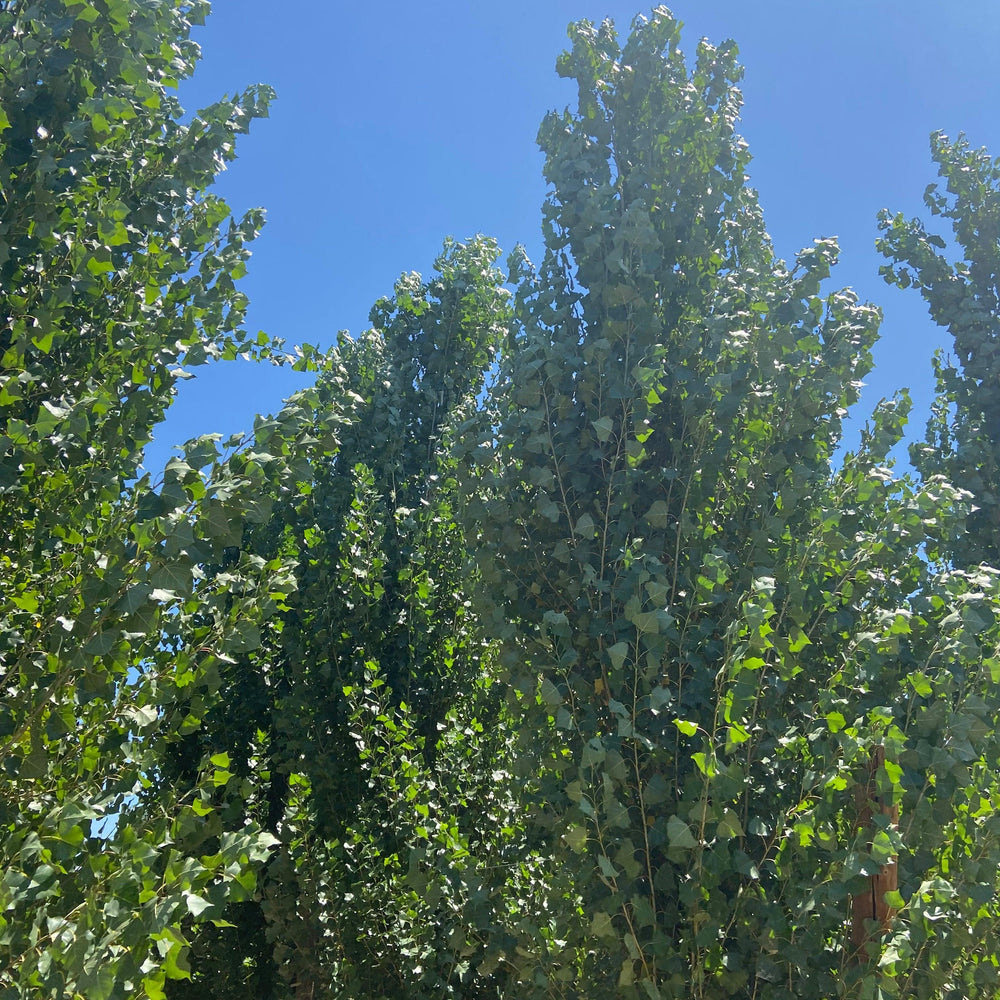 Lombardy Poplar - Populus Nigra Italica - Pulled Nursery