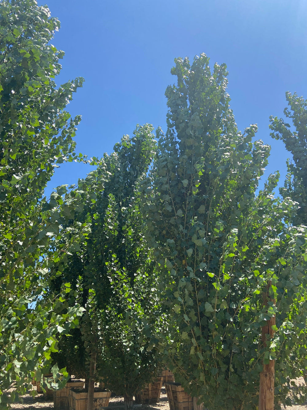 Lombardy Poplar - Populus Nigra Italica - Pulled Nursery