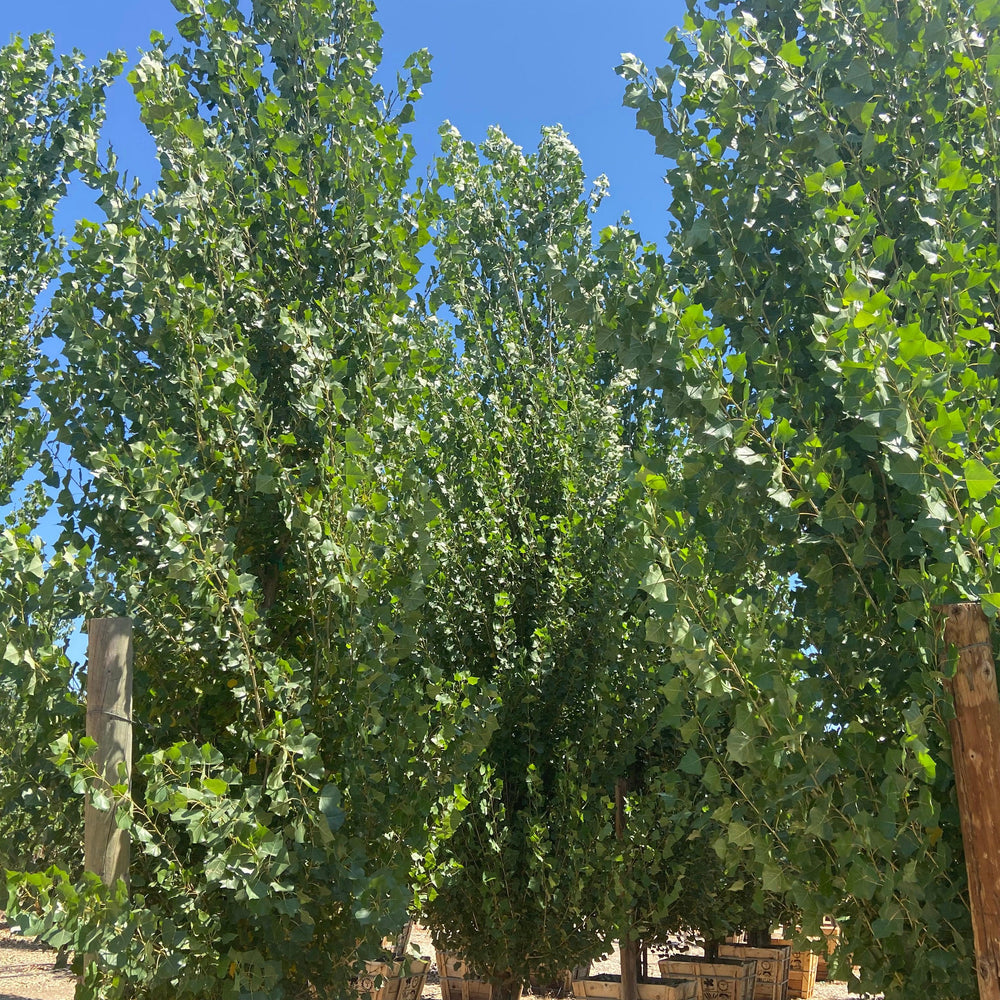 Lombardy Poplar - Populus Nigra Italica - Pulled Nursery