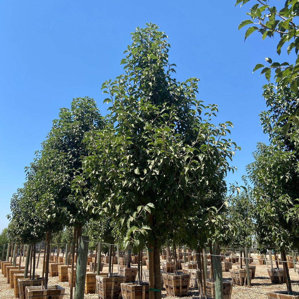 Redspire Flowering Pear - Pyrus Calleryana Red Spire - Pulled Nursery