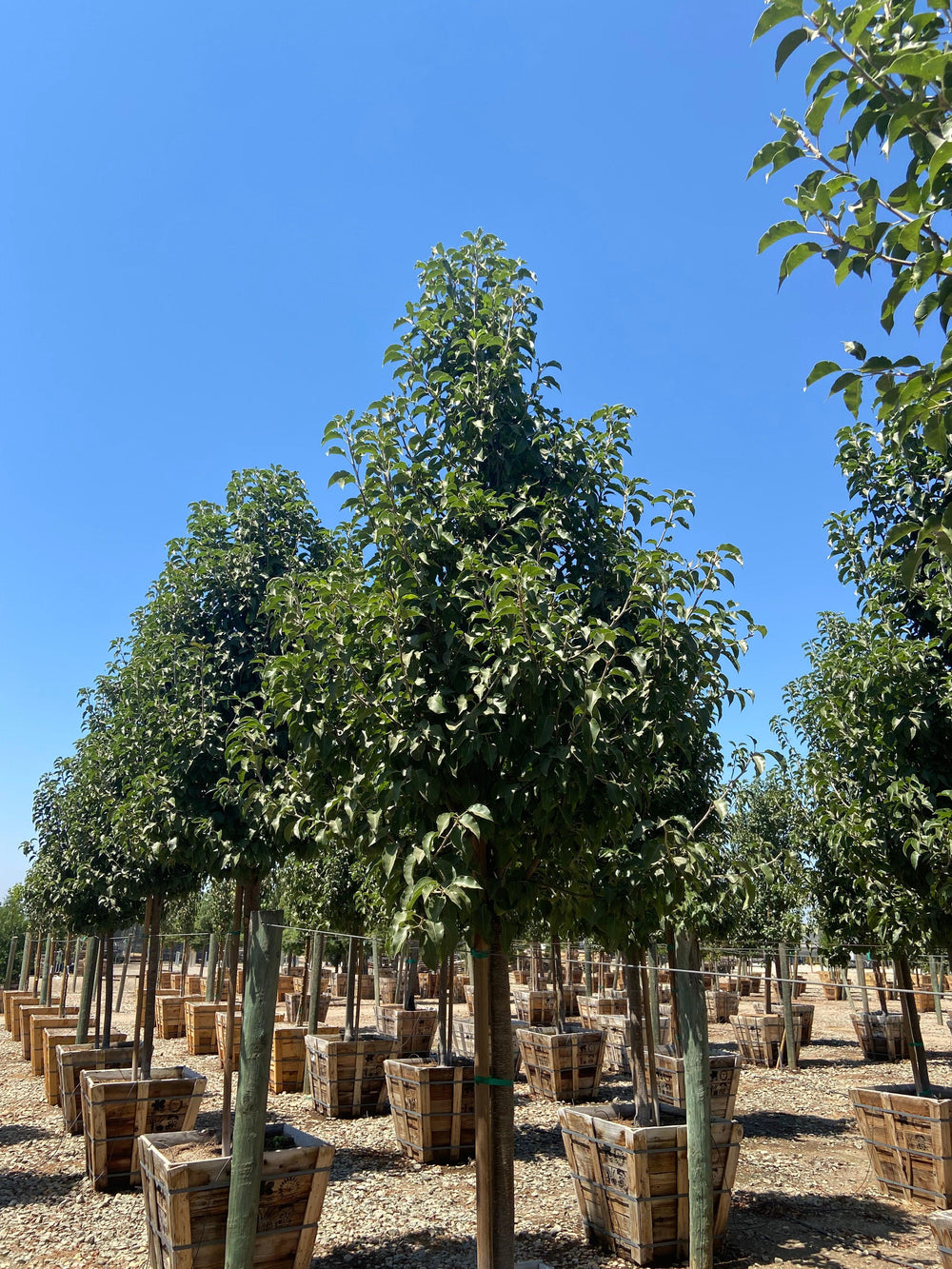 Redspire Flowering Pear - Pyrus Calleryana Red Spire - Pulled Nursery