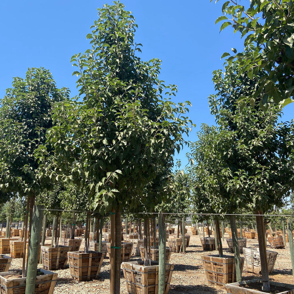 
                      
                        Redspire Flowering Pear - Pyrus Calleryana Red Spire - Pulled Nursery
                      
                    