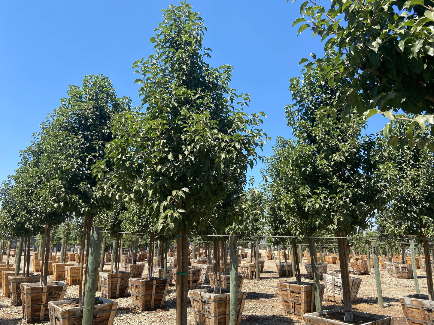 Redspire Flowering Pear - Pyrus Calleryana Red Spire - Pulled Nursery