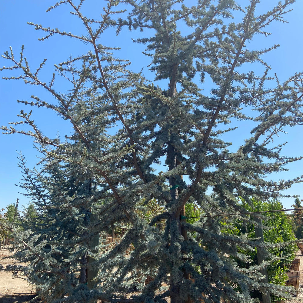 Blue Atlas Cedar - Cedrus Atlantica Glauca - Pulled Nursery