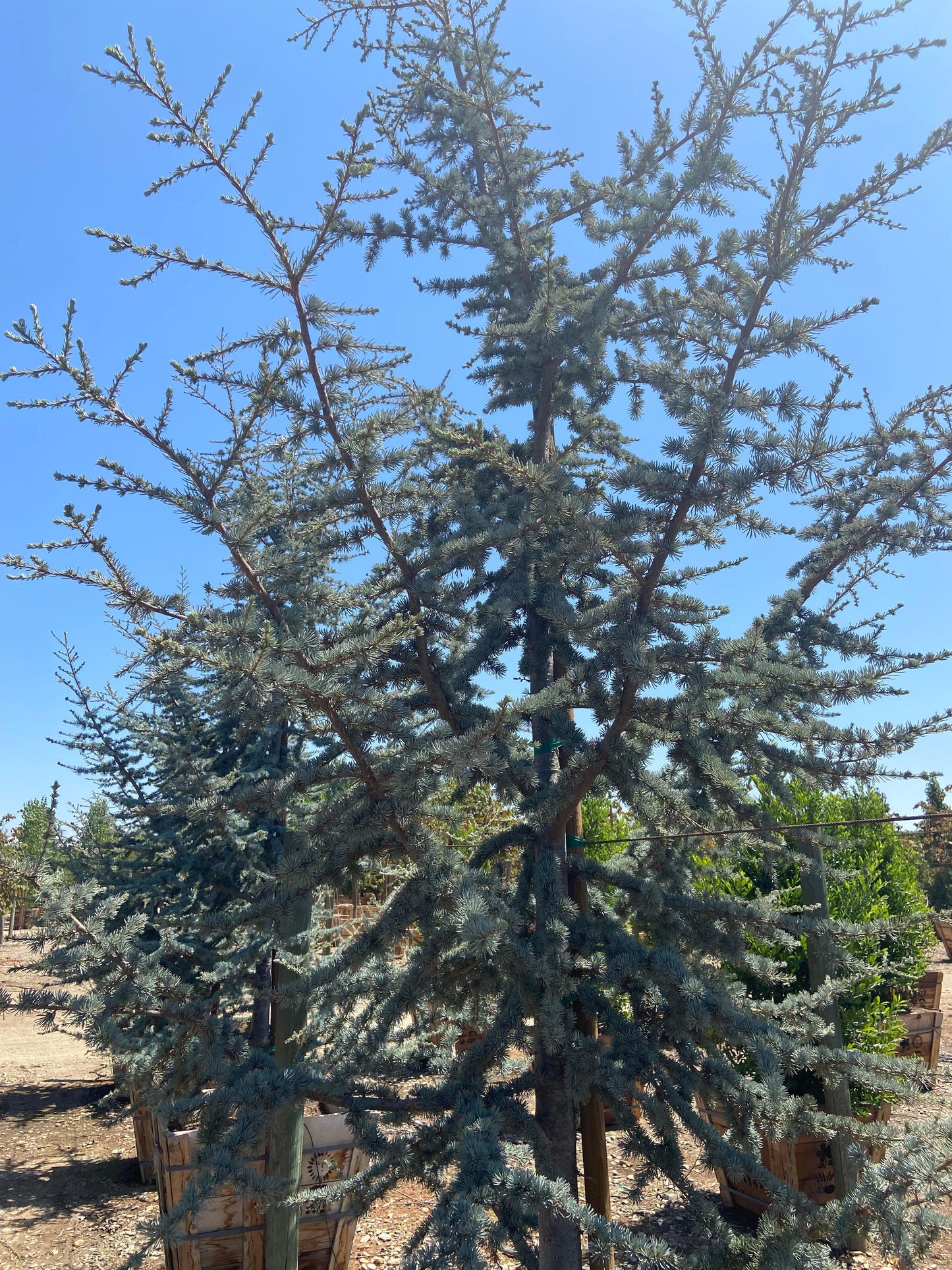 Blue Atlas Cedar - Cedrus Atlantica Glauca - Pulled Nursery